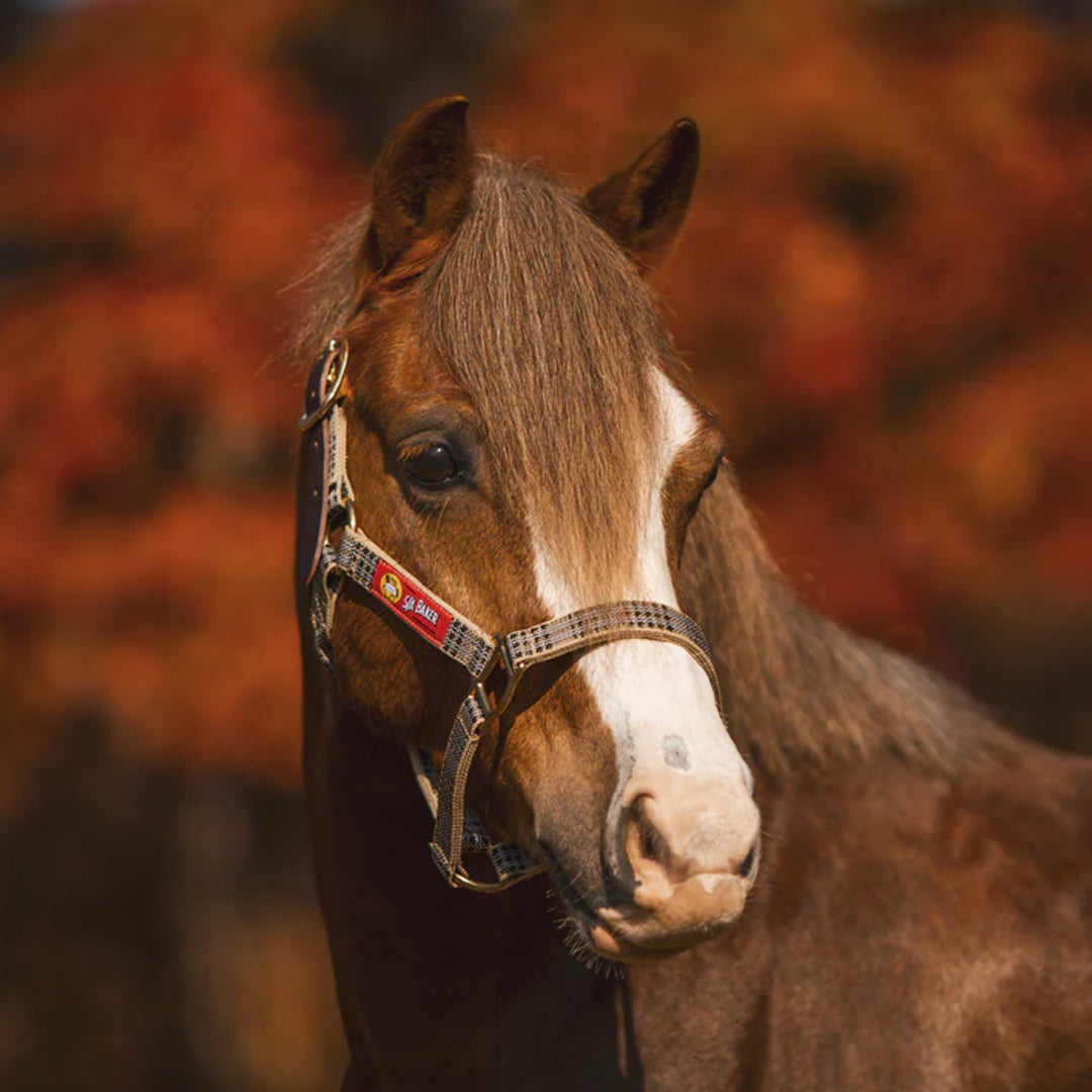 5/A Baker® Breakaway Halter with Full Leather Crown 1"