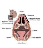 Load image into Gallery viewer, 5/A Baker® Flair™ Equine Nasal Strip
